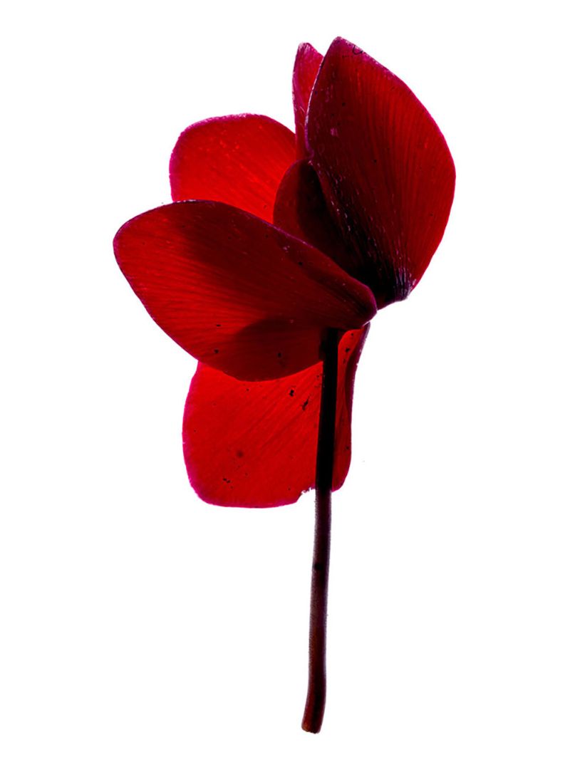 ciclamino